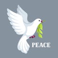 White dove of peace bears olive branch Royalty Free Stock Photo