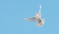 white dove of peace flies on the blue sky Royalty Free Stock Photo