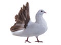 White dove peacock isolated Royalty Free Stock Photo