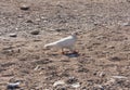 White dove pigeon near sea