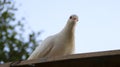 White dove pigeon perched on the roof Royalty Free Stock Photo