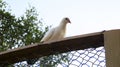 White dove pigeon sit on the fence wood frame Royalty Free Stock Photo