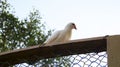 White dove pigeon sit on the fence wood frame Royalty Free Stock Photo
