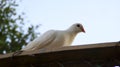 White dove pigeon sit on the roof Royalty Free Stock Photo