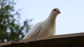 White dove pigeon sit on the roof Royalty Free Stock Photo