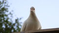 White dove pigeon sit on the roof Royalty Free Stock Photo