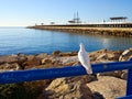 White dove pigeon standing iron rail Royalty Free Stock Photo