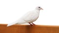 White dove or pigeon standing on log isolated on white background Royalty Free Stock Photo