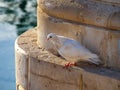 White dove pigeon standing on stone structure Royalty Free Stock Photo