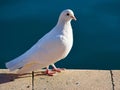 White dove pigeon standing on stone structure Royalty Free Stock Photo