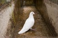 White dove, pigeon, Symbol of peace and freedom Royalty Free Stock Photo