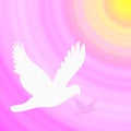 White Dove Pink Background