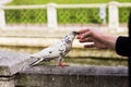 White dove on the railing near the river