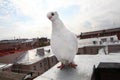 White dove rare breed