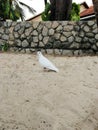 White dove on the sand , against a brick wall and palm trees Royalty Free Stock Photo