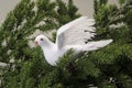 White Dove