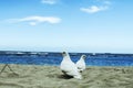 White dove in the sea a symbol of peace