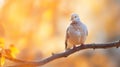 A white dove sits on a branch in front of the sun, AI