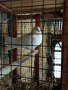 A white dove sits in a cage.