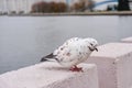 A white dove sits on a concrete fence of a river in the city. Urban birds Royalty Free Stock Photo