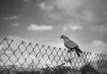 White dove sitting on a fence made of mesh rabits against a blurred sky with clouds Royalty Free Stock Photo