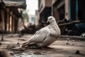 White dove sitting in rubble of war city. with tanks in blurry background. Generative AI