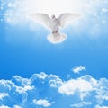 White dove in skies Royalty Free Stock Photo