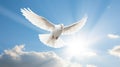 A white dove a sky with clouds background. Symbol of love and peace descends from sky Royalty Free Stock Photo