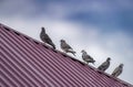 white dove in the sky homing pigeon bird flying fand perching on home roof tile Royalty Free Stock Photo