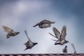 white dove in the sky homing pigeon bird flying fand perching on home roof tile Royalty Free Stock Photo