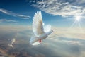 White dove in the sky Royalty Free Stock Photo