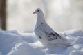 Bird pigeon stands in the snow in winter.