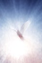 A white dove with its wings spread and a bright beam of light soaring into the sky