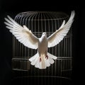 White dove spreading is wings as it flies out from an open cage towards freedom