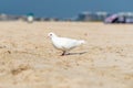 A white dove strolls along Kite Beach Dubai. Perfect image for animal in urban context Royalty Free Stock Photo