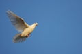 White dove in the sunset rays flies across the blue sky Royalty Free Stock Photo