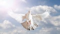 White dove symbol of freedom in the blue sky Royalty Free Stock Photo