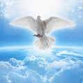 White dove symbol of love and peace Royalty Free Stock Photo