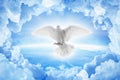 White dove symbol of love and peace flies above planet Earth Royalty Free Stock Photo