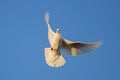 White dove symbol of peace spread its wings in the blue sky Royalty Free Stock Photo