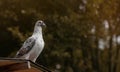 White dove on the top of the roof