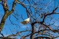 White dove on a tree branch against the blue sky Royalty Free Stock Photo