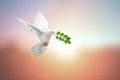 White Dove on vintage Royalty Free Stock Photo