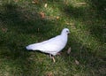 A white dove walks through a city park. The look of the pigeon. The science of birds.