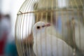 White dove, wedding dove dove in a cage Royalty Free Stock Photo