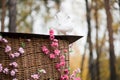 White dove - wedding Royalty Free Stock Photo