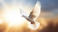 A white dove, White dove on bright light shines from heaven background. Love and peace descends from sky Royalty Free Stock Photo