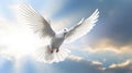 A white dove with wings wide open in the blue sky air with clouds and sunbeams. Spirit of god background banner panorama. Royalty Free Stock Photo