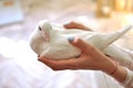 White Dove in women`s hands.Woman`s hands holding white dove, close-up Royalty Free Stock Photo