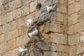 White doves in Cordeliers cloister, Saint-Emilion